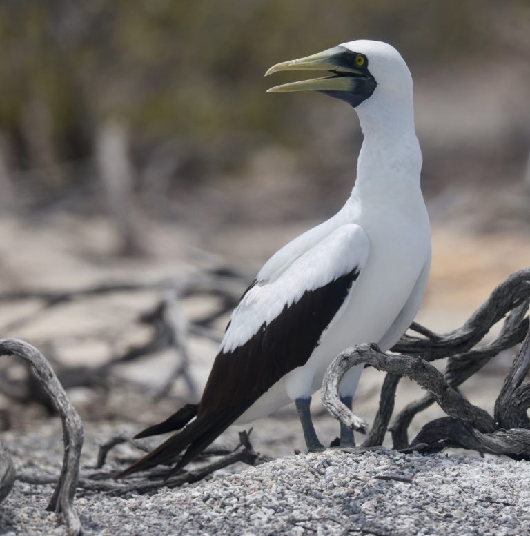 Masked Booby 蓝脸鲣鸟 (2) Image