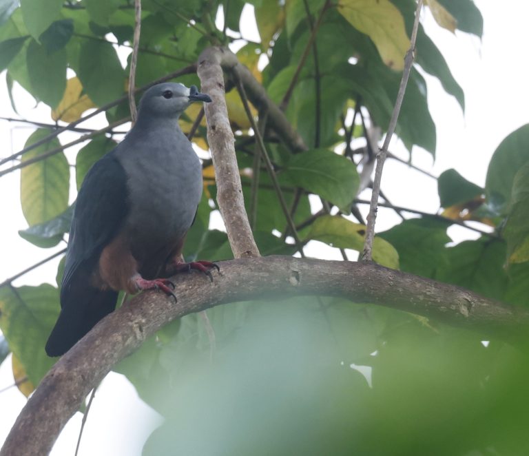Micronesian Imperial Pigeon 密克皇鸠 Image