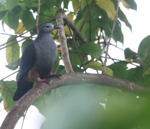 Micronesian Imperial Pigeon 密克皇鸠 Thumbnail