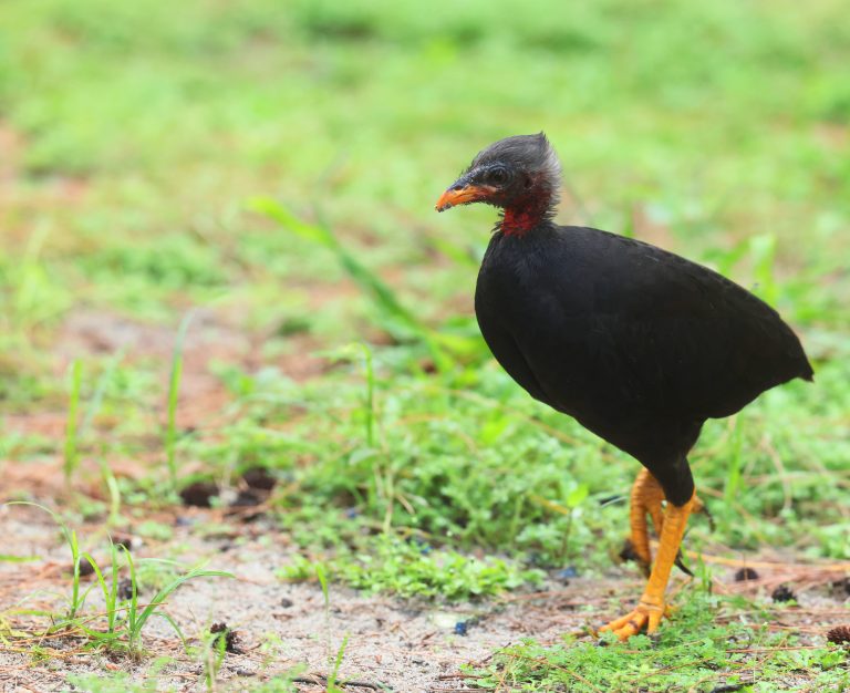 Micronesian Megapode 马利塚雉 Image