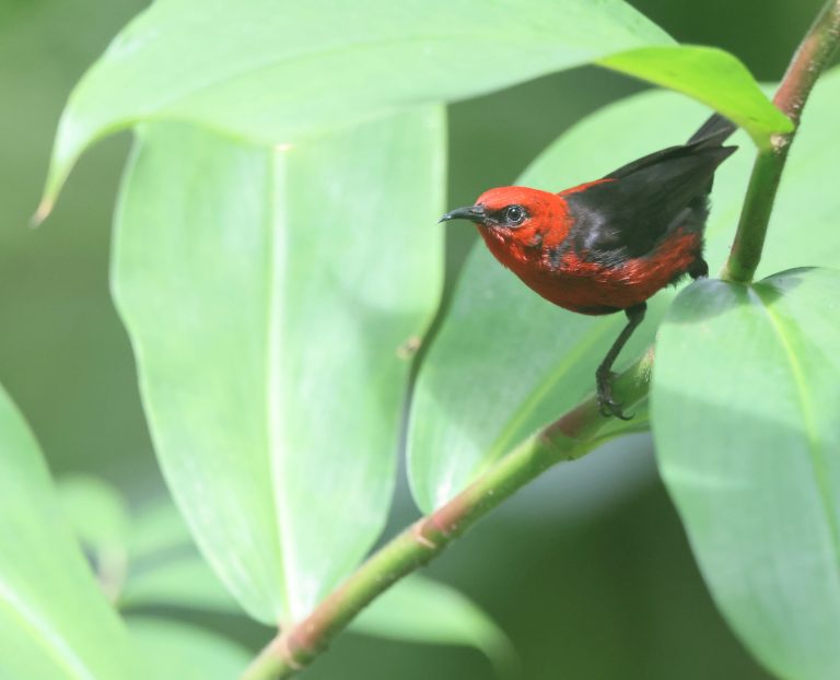 Micronesian Myzomela 密岛摄蜜鸟 (1) Image