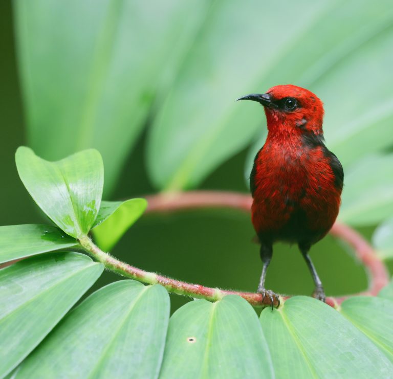 Micronesian Myzomela 密岛摄蜜鸟 (2) Image
