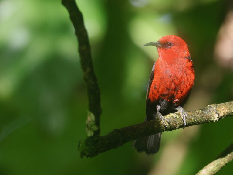Micronesian Myzomela 密岛摄蜜鸟 (3) Image