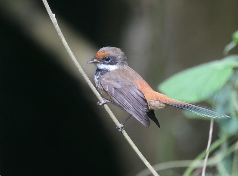 Micronesian Rufous Fantail 棕额扇尾鹟 (1) Image