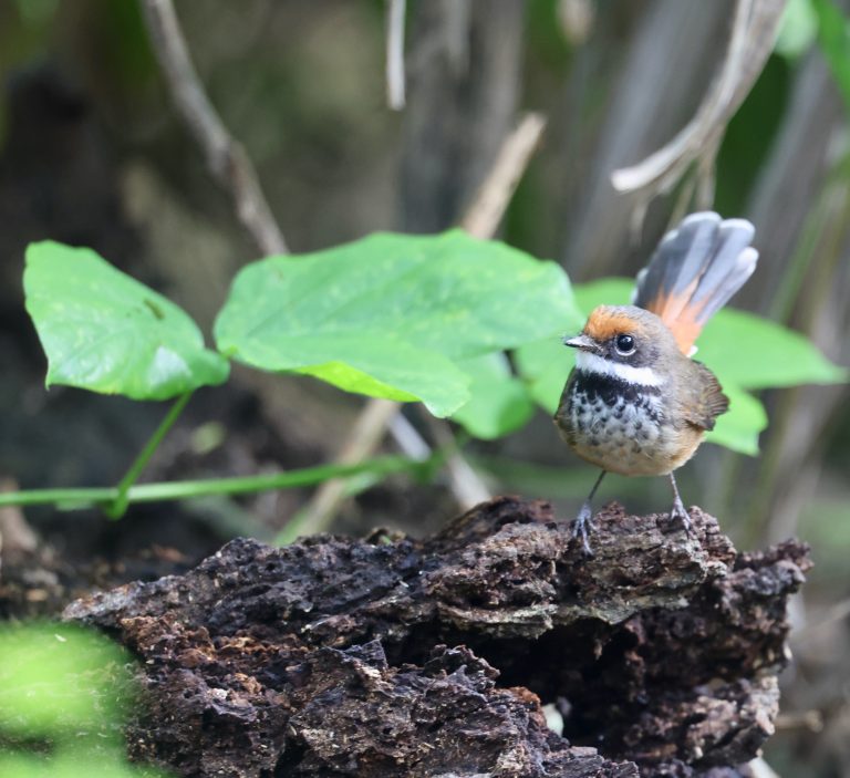 Micronesian Rufous Fantail 棕额扇尾鹟 (2) Image