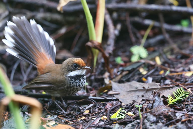 Micronesian Rufous Fantail 棕额扇尾鹟 (3) Image