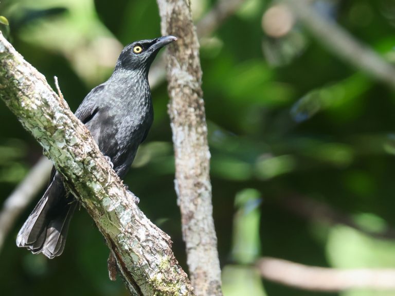 Micronesian Starling 花辉椋鸟 (1) Image