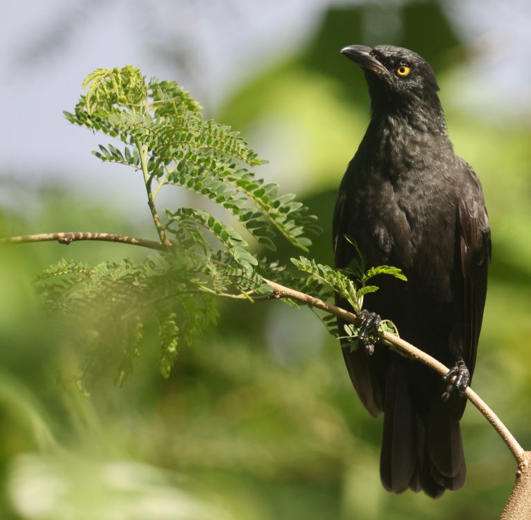 Micronesian Starling 花辉椋鸟 (2) Image