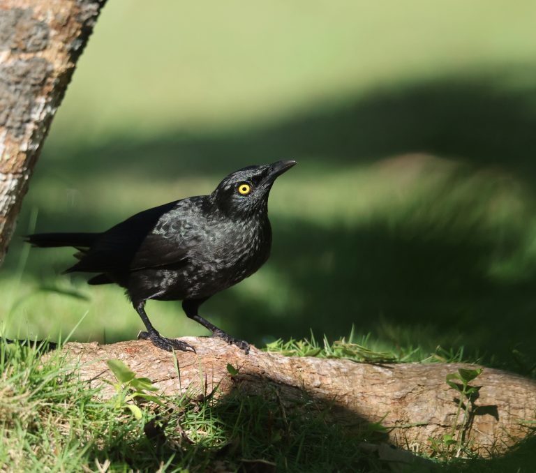 Micronesian Starling 花辉椋鸟 (3) Image