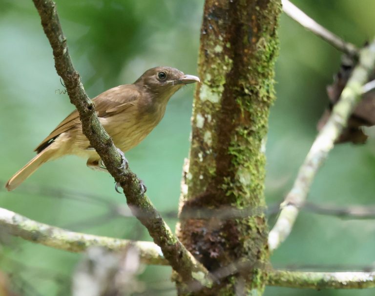 Morningbird 晨鵙鹟 (1) Image