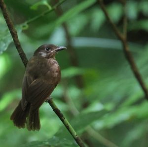 Morningbird 晨鵙鹟 (2) Thumbnail