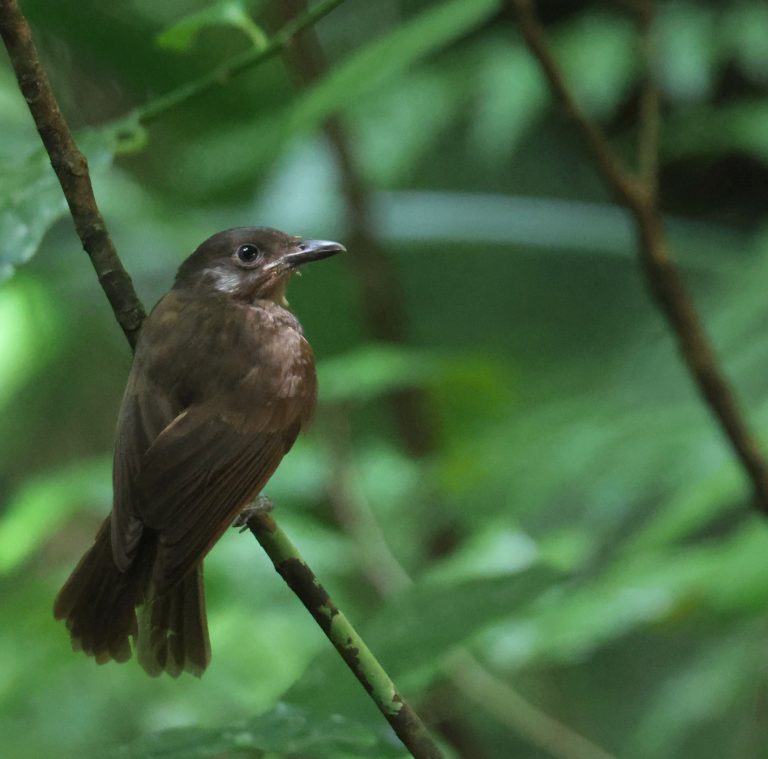 Morningbird 晨鵙鹟 (2) Image