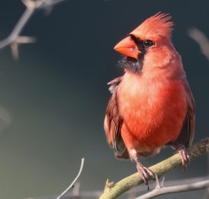 Northern Cardinal 主红雀 Thumbnail