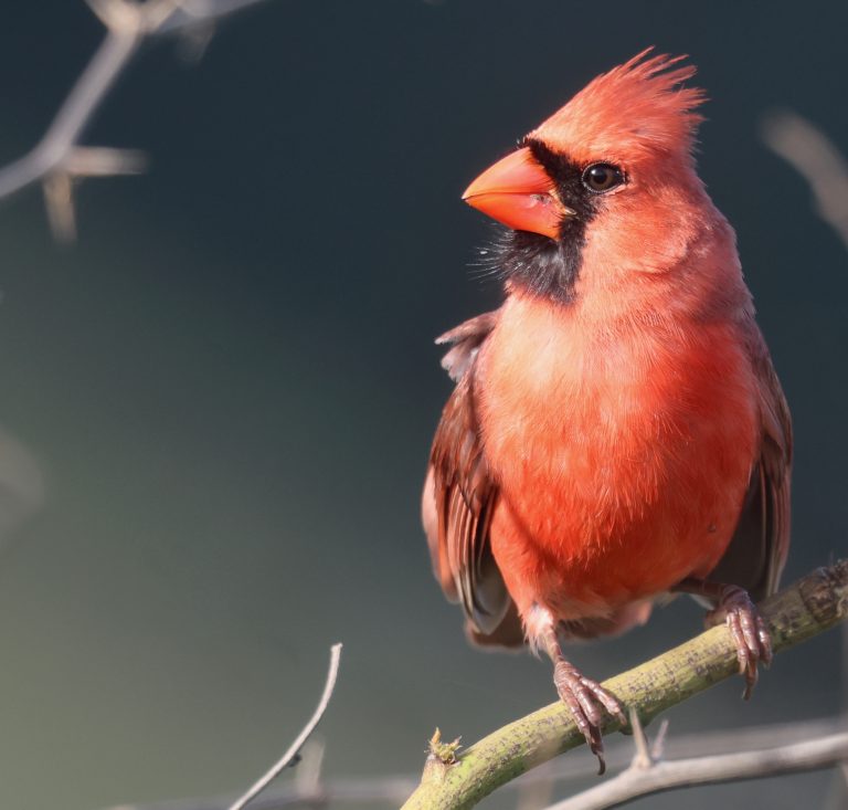 Northern Cardinal 主红雀 Image