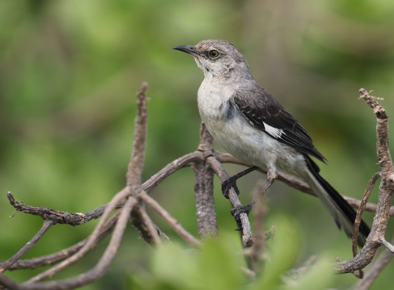 Northern Mockingbird 小嘲鸫 (1) Image