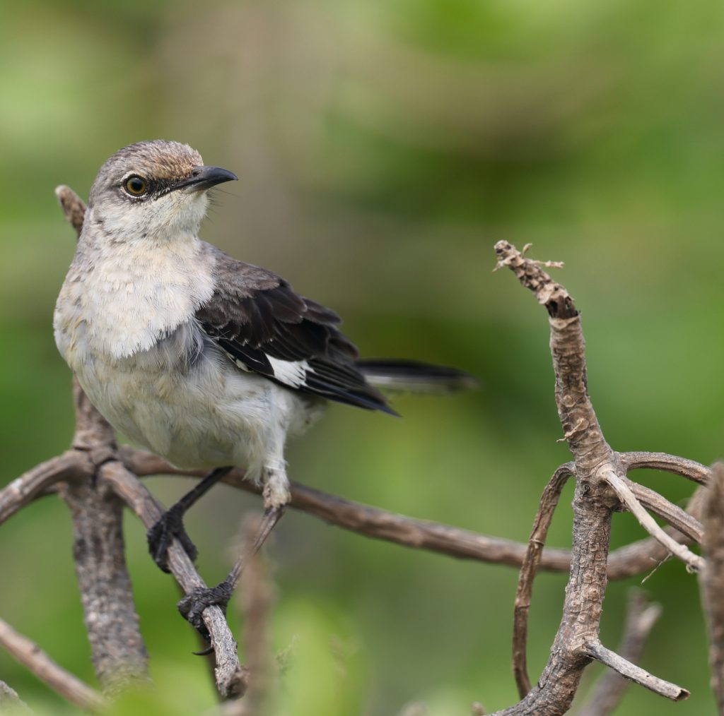 Northern Mockingbird 小嘲鸫