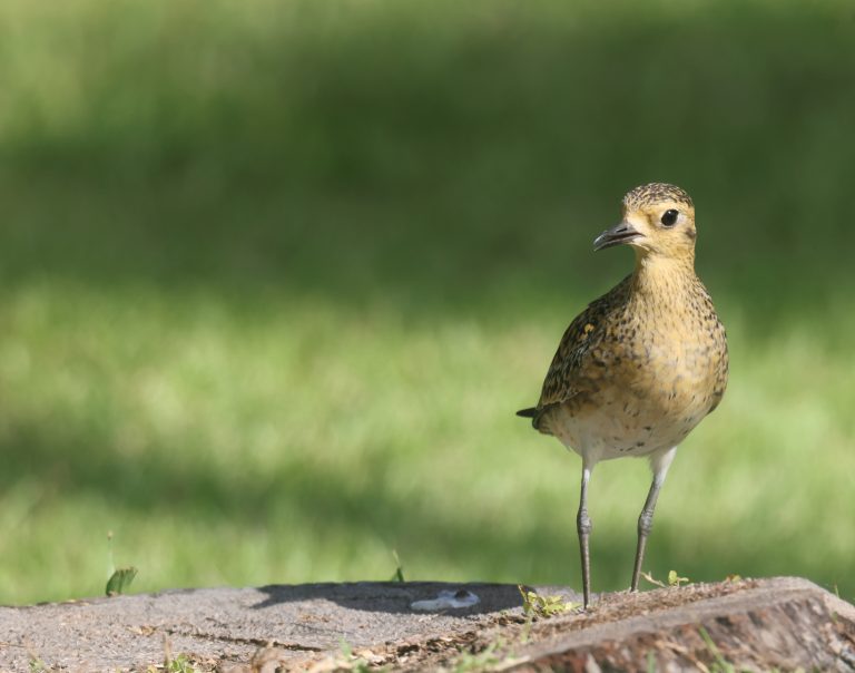 Pacific Golden Plover 金斑鸻 (1) Image