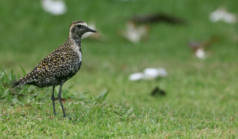 Pacific Golden Plover 金斑鸻 (2) Image