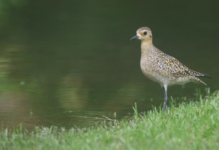 Pacific Golden Plover 金斑鸻 (3) Image