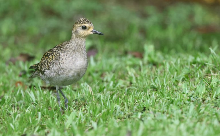Pacific Golden Plover 金斑鸻 (4) Image