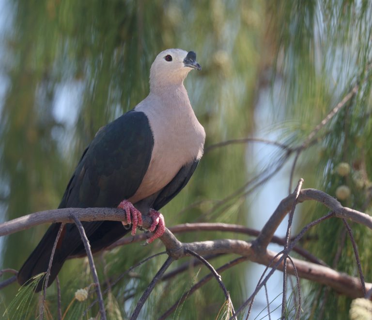 Pacific Imperial Pigeon 太平洋皇鸠 (1) Image