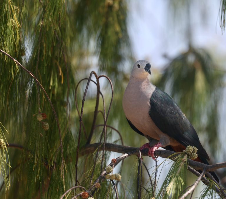 Pacific Imperial Pigeon 太平洋皇鸠 (2) Image