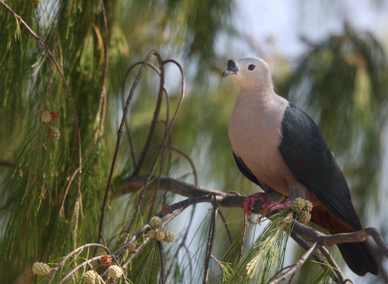 Pacific Imperial Pigeon 太平洋皇鸠 (3) Image