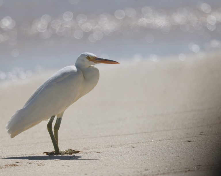 Pacific Reef Heron 岩鹭 Image