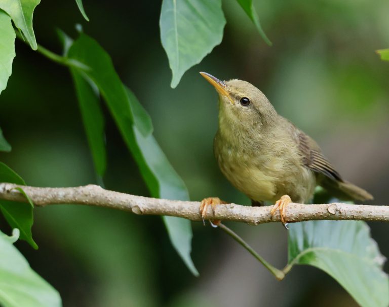 Palau Bush Warbler 帕劳树莺 Image