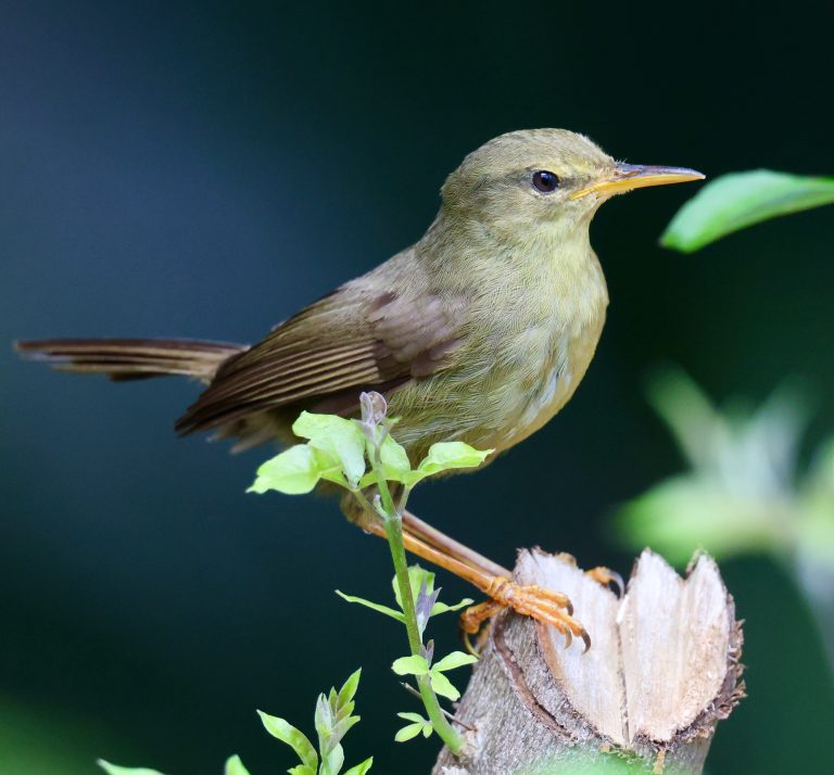 Palau Bush Warbler 帕劳树莺 (2) Image