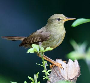 Palau Bush Warbler 帕劳树莺 (2) Thumbnail