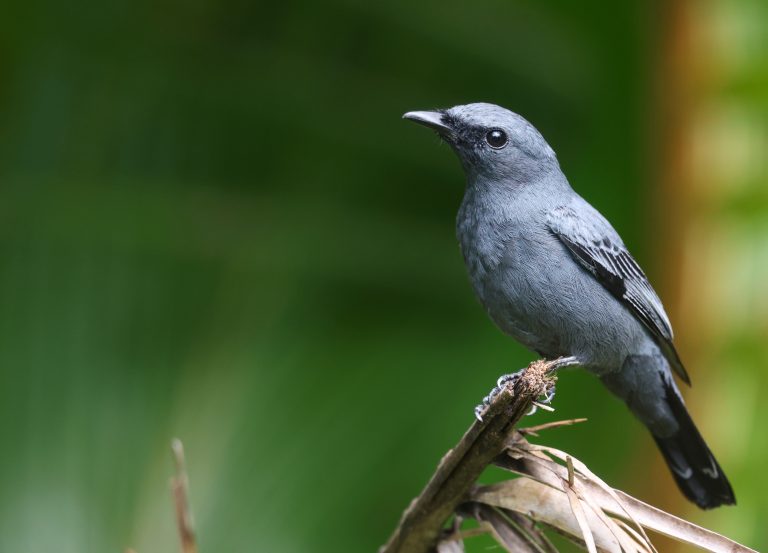 Palau Cicadabird 帕劳鹃鵙 (1) Image