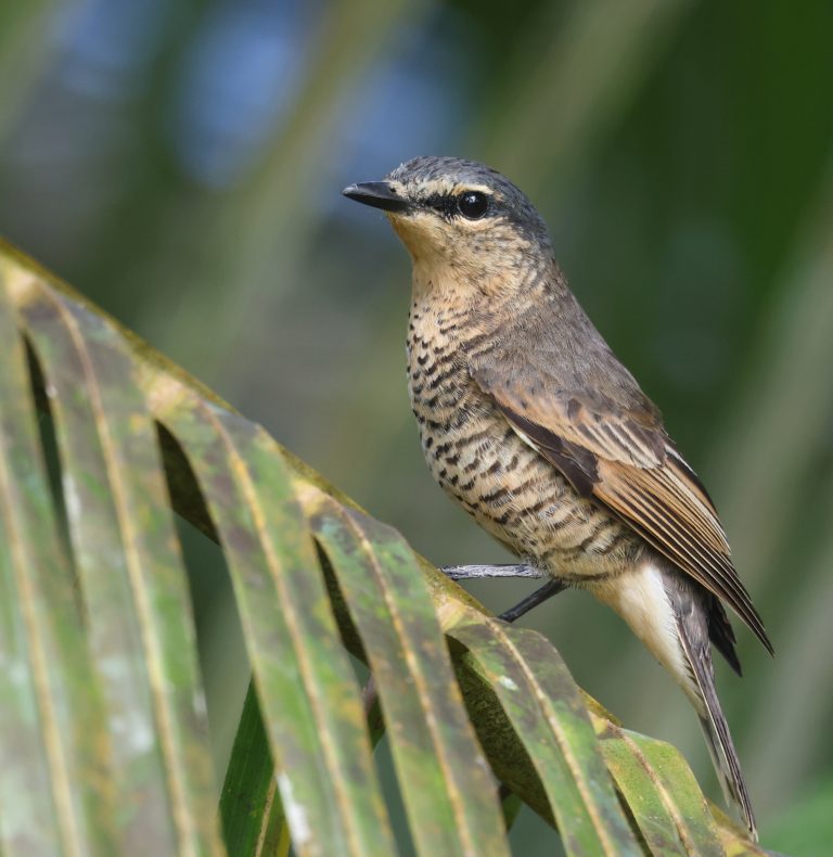 Palau Cicadabird 帕劳鹃鵙 (2) Image
