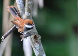 Palau Fantail 帕劳扇尾鹟 Thumbnail