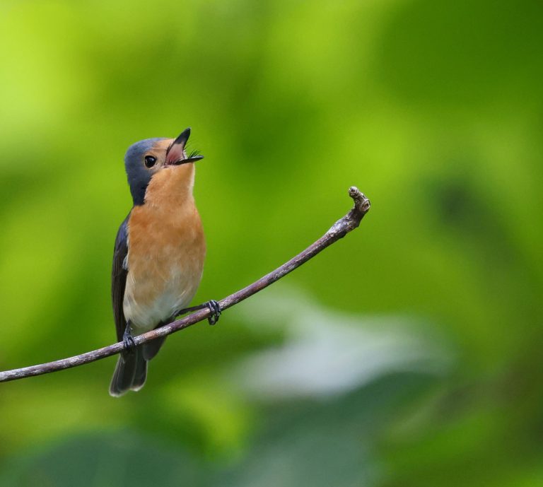 Palau Flycatcher 帕劳阔嘴鹟 Image
