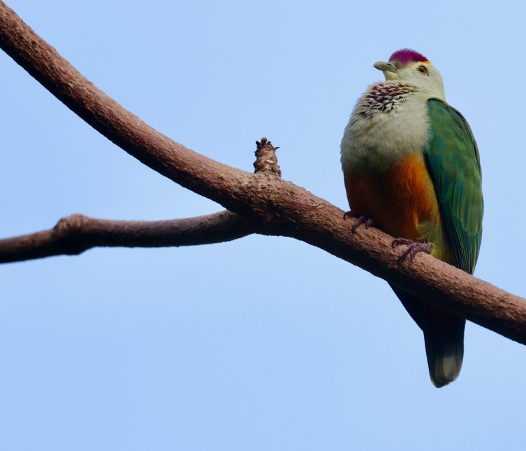 Palau Fruit Dove 帕岛果鸠 Image