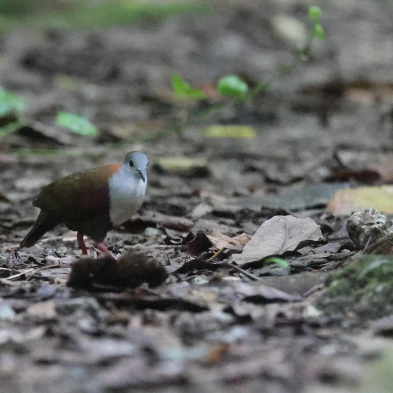 Palau Ground Dove 灰额鸡鸠 Image