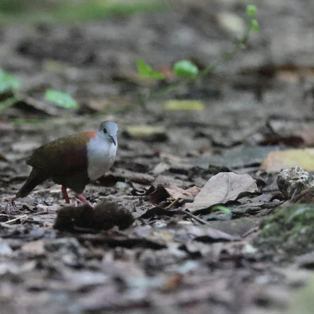 Palau Ground Dove 灰额鸡鸠