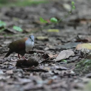 Palau Ground Dove 灰额鸡鸠 Thumbnail