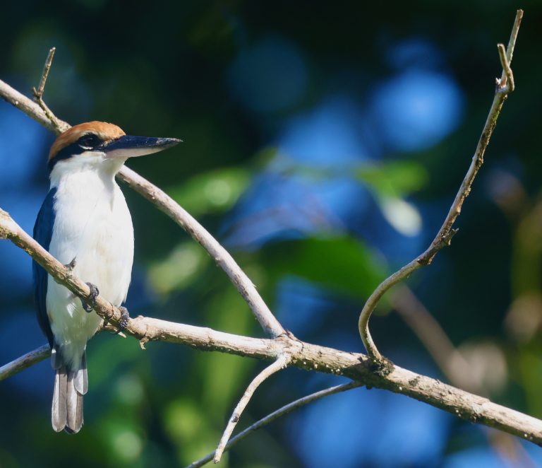 Palau Kingfisher 锈顶翡翠 (1) Image