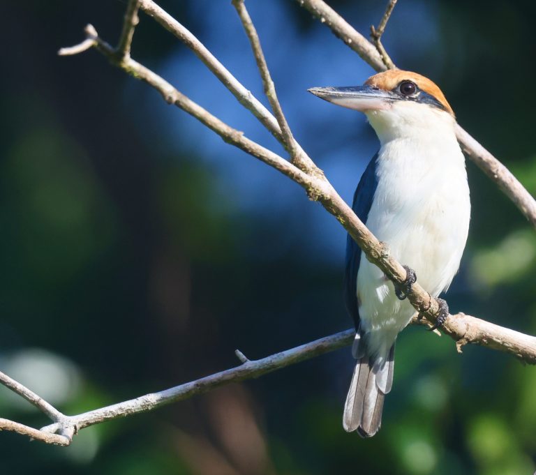 Palau Kingfisher 锈顶翡翠 (2) Image