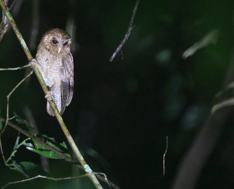 Palau Owl 帕劳角鸮 Image