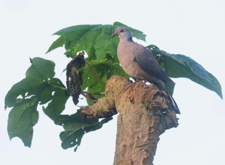 Philippine Collared Dove 菲律宾斑鸠 Image