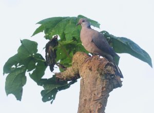 Philippine Collared Dove 菲律宾斑鸠 Thumbnail