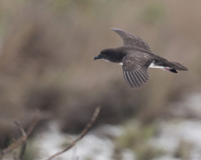 Phoenix Petrel 白腹圆尾鹱 (1) Image