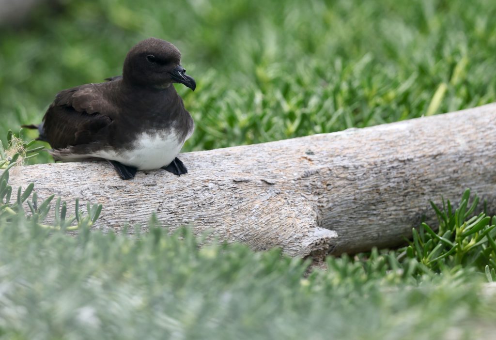 Phoenix Petrel 白腹圆尾鹱 (2)