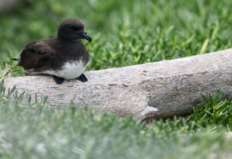 Phoenix Petrel 白腹圆尾鹱 (2) Image