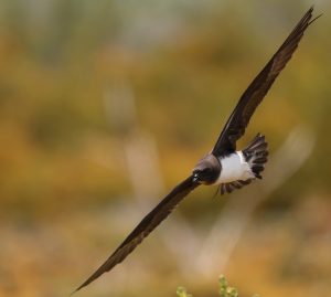 Phoenix Petrel 白腹圆尾鹱 (3) Thumbnail