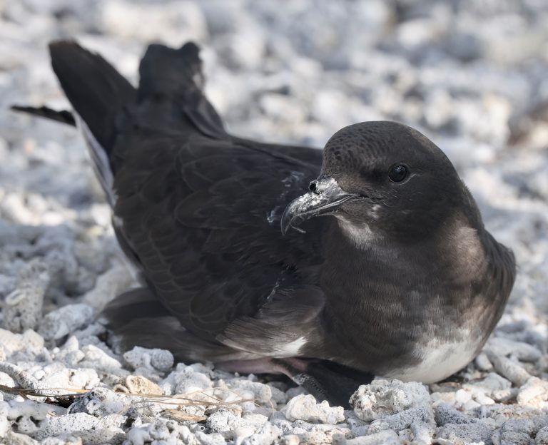 Phoenix Petrel 白腹圆尾鹱 (4) Image
