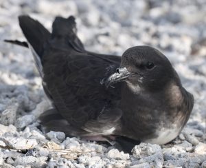 Phoenix Petrel 白腹圆尾鹱 (4) Thumbnail
